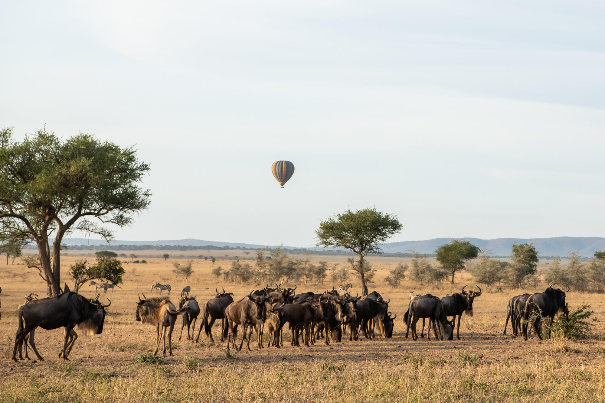 herd of wildebeest with hot air balloon over plains at Singita Faru Faru lodge Serengeti