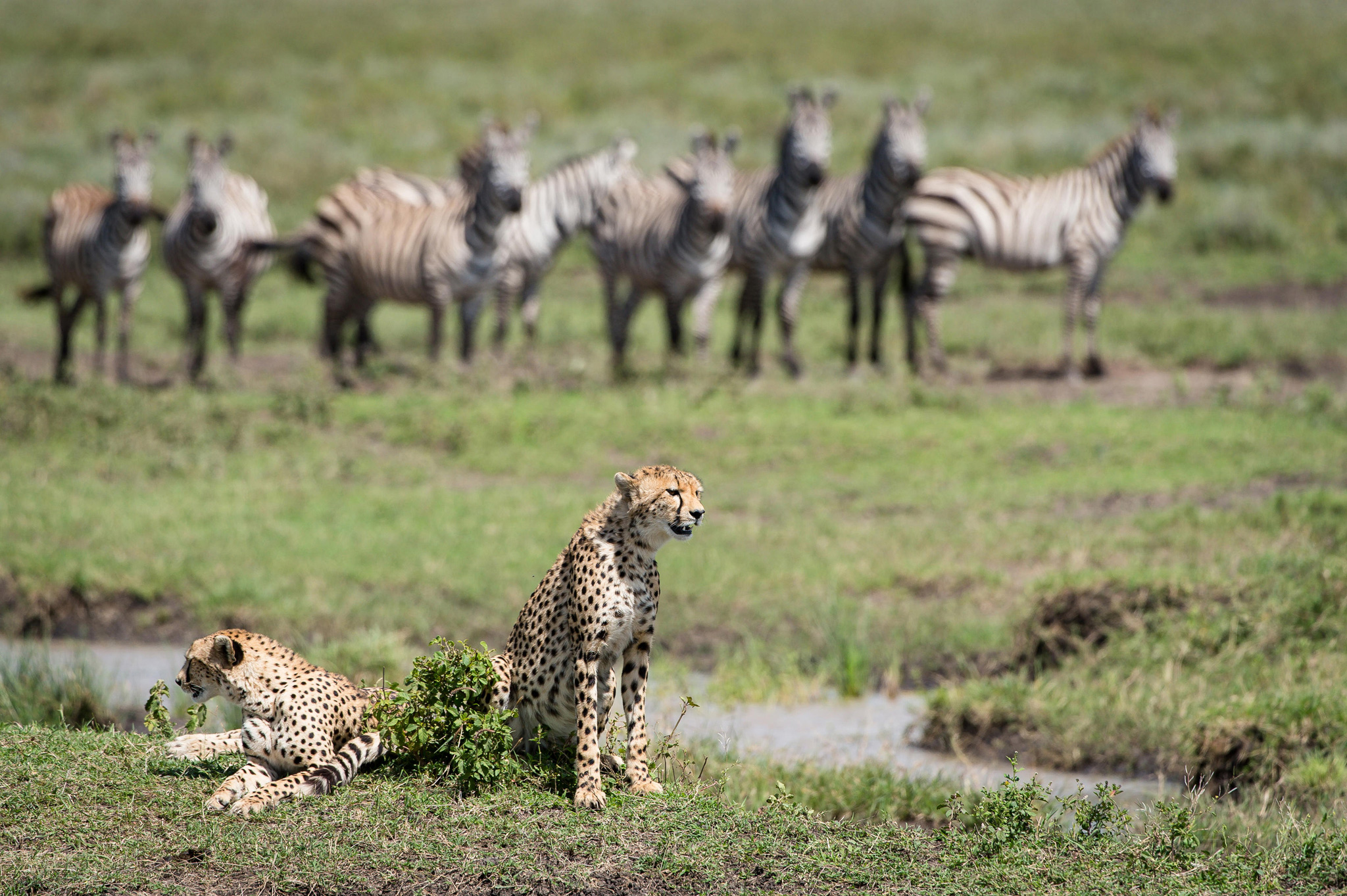 cheetahs on the plains with zebras behind at Wilderness Usawa tented camp Serengeti