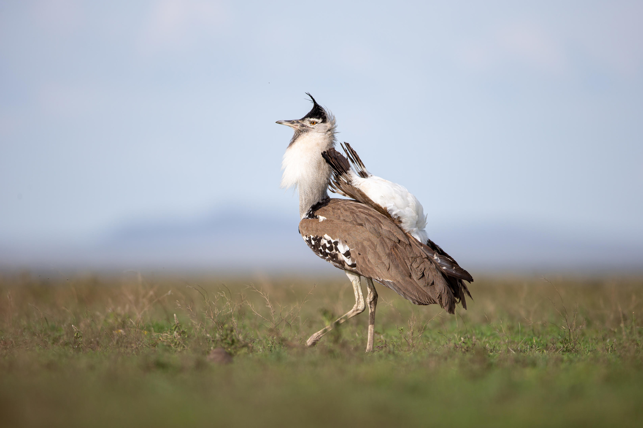 Kori bustard on the plains by Wilderness Usawa tented camp Serengeti