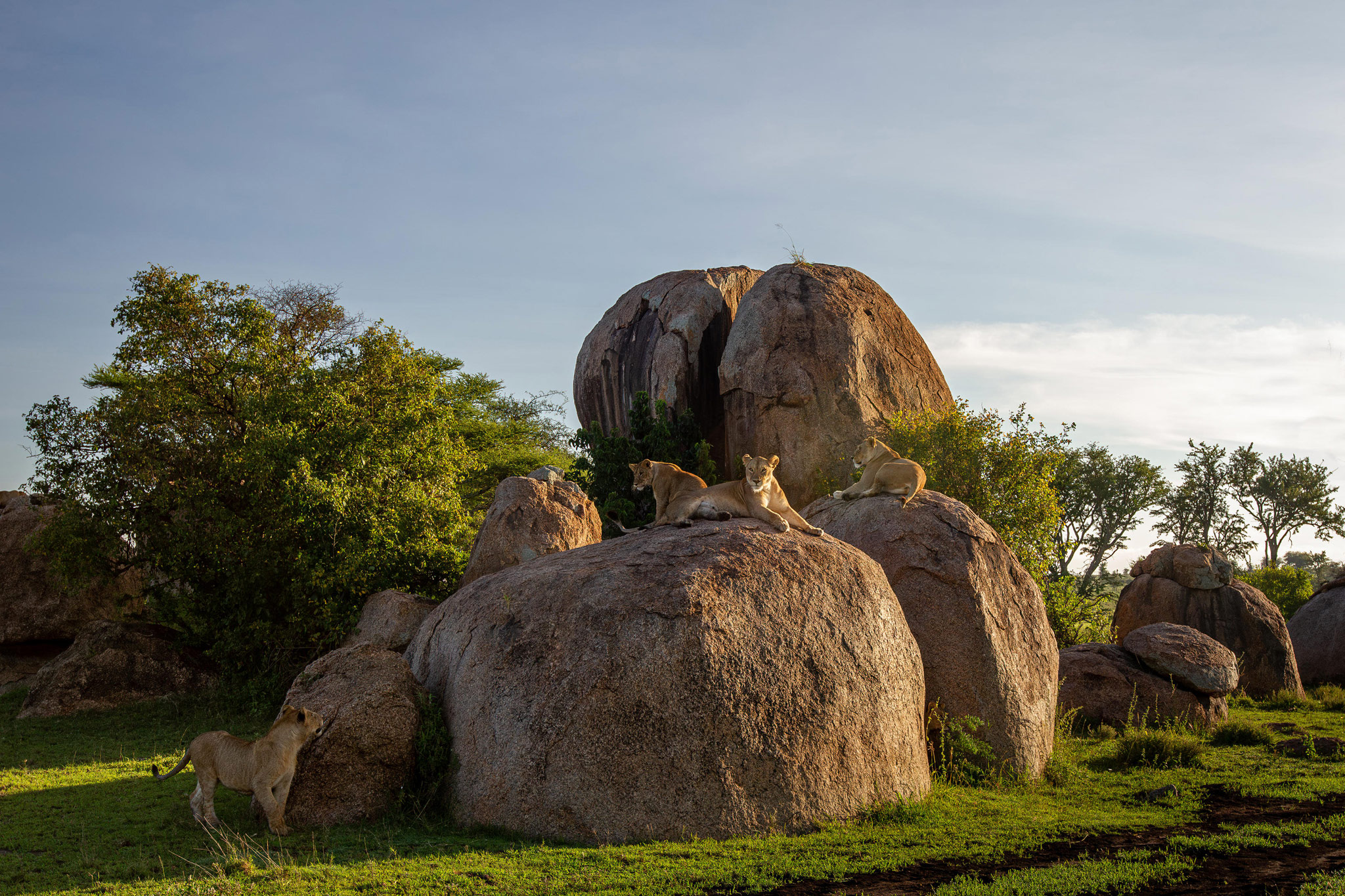 lions on a rocky outcrop at Wilderness Usawa tented camp Serengeti