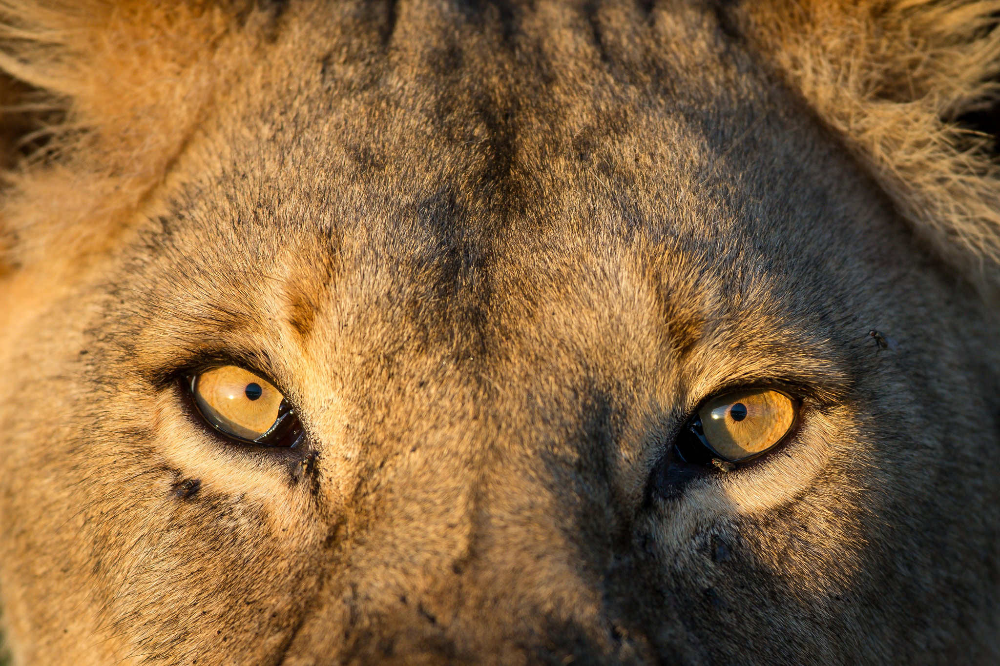 eyes of a lion close up sighted by Wilderness Usawa tented camp Serengeti
