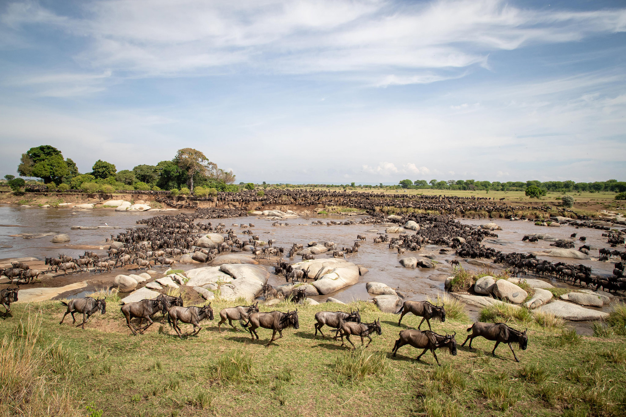wildebeest crossing the river as sighted by Wilderness Usawa tented camp Serengeti